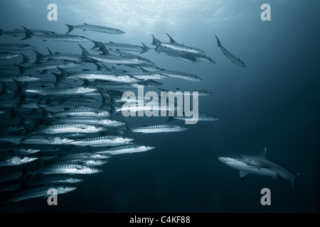 Opposition. gray reef shark and school of barracuda. Stock Photo