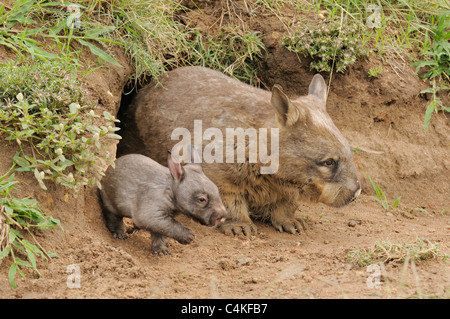 Southern Hairy-nosed Wombat Lasiorhinus latifrons. Mother and  young at burrow entrance. Captive Photographed in Queensland, AUS Stock Photo