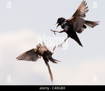 Adult and Juvenile Starling quarrelling in flight Stock Photo