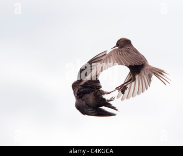 Two Juvenile Starlings quarrelling in flight Stock Photo