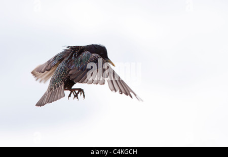 Adult Starling in flight Stock Photo