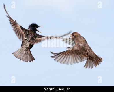 Adult and Juvenile Starlings quarrelling in flight Stock Photo