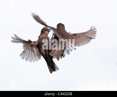 Two Juvenile Starlings quarreling in flight Stock Photo