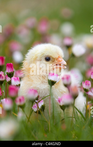Chick amongst daisies; Cornwall Stock Photo