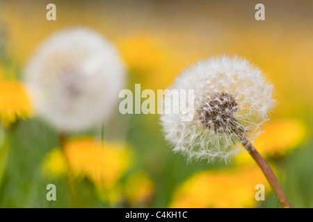 Dandelion; Taraxacum officinale; seed head with flowers Stock Photo