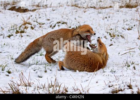 Two Red foxes (Vulpes vulpes) fighting in the snow in winter Stock Photo