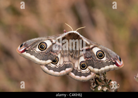 Emperor Moth; Saturnia pavonia; female Stock Photo