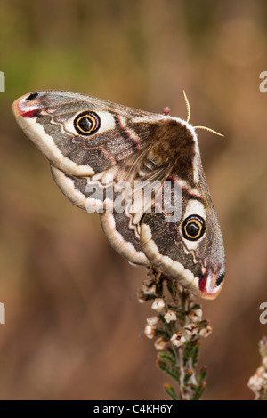 Emperor Moth; Saturnia pavonia; female Stock Photo