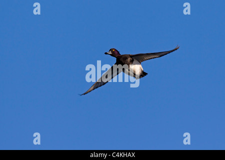 Tufted duck (Aythya fuligula) male in flight, Germany Stock Photo