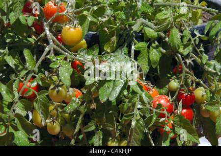 Cherry tomatoes (Maskotka) growing on plant, Urb. Calypso, Costa del Sol, Malaga Province, Andalucia, Spain, Western Europe. Stock Photo