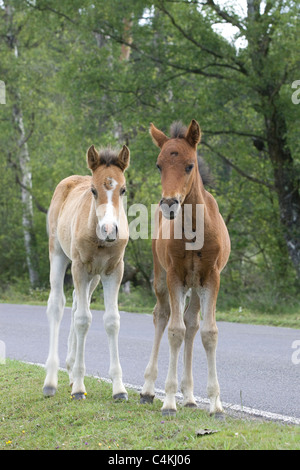 New Forest pony Equus Ferus Caballus Stock Photo