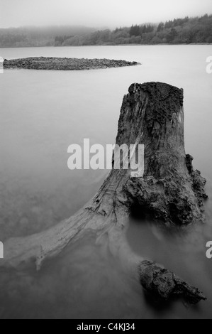 The stump of a dead tree on the shore of Burrator Reservoir, Dartmoor, UK. Stock Photo