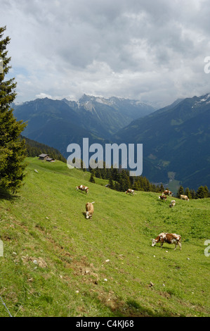 Dairy cows feeding off grass and wildflowers up in the mountain pastures in the Austrian alps. Stock Photo