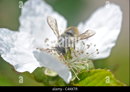 Bee on a flower Stock Photo