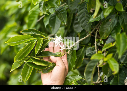 Detail of the coffee flower Stock Photo