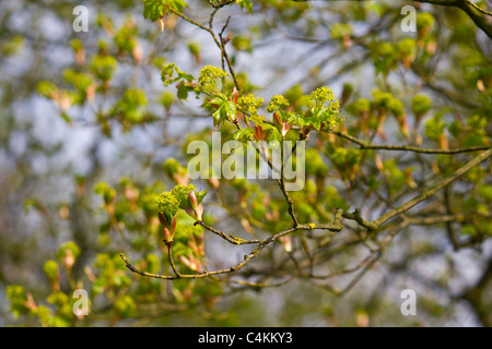 The fresh new leaves emerging from Maple tree buds Stock Photo