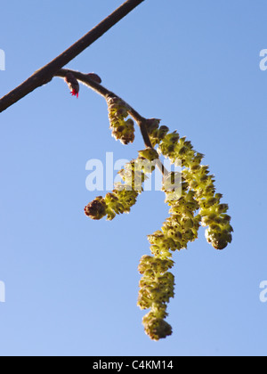 Hazel catkins showing both male and female flowers. Stock Photo