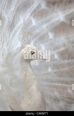 white indian peafowl pavo cristatus Stock Photo