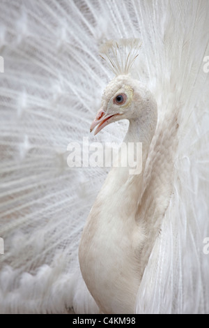 white indian peafowl flaring  feathers Stock Photo