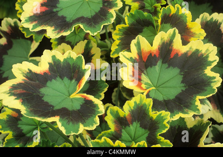 Pelargonium 'Mrs. Pollock', zonal geranium geraniums variegated leaf leaves pelargoniums garden plant plants flower flowers Stock Photo