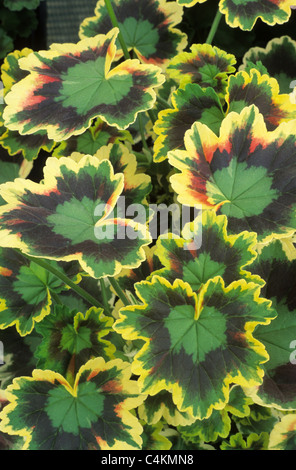 Pelargonium 'Mrs. Pollock', zonal geranium geraniums variegated leaf leaves pelargoniums garden plant plants flower flowers Stock Photo