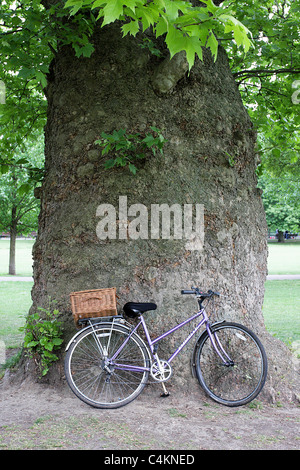 LONDON PLANE TREE, (Platanus Acerifolia) viewed here with a bicycle against the trunk to give some sense of scale. Stock Photo