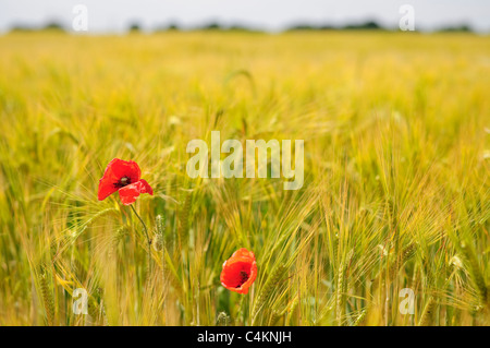 Wheat field poppies, agriculture industry in Suffolk, UK. Stock Photo