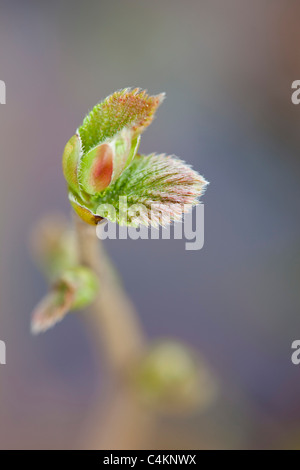 Hazel; Corylus avellana; sapling budding Stock Photo