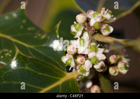 Holly; Ilex aquifolium; flowers Stock Photo