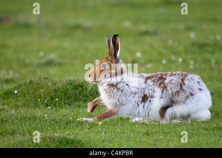 Irish Hare; Lepus timidus hibernicus; on Mull; Scotland Stock Photo
