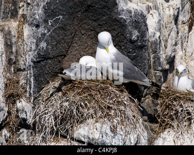 Common Gulls Nesting in the Farne Islands Stock Photo