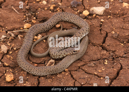 Juvenile Large Whipsnake (Coluber jugularis) photographed in Israel in May Stock Photo