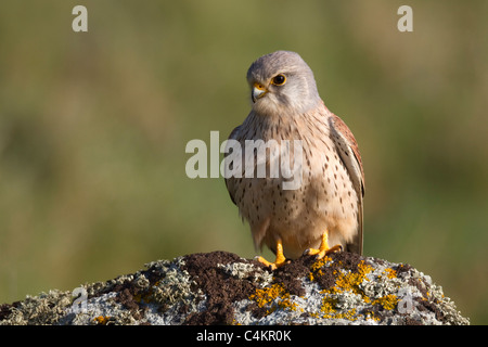 Kestrel; Falco tinnunculus; male; Cornwall Stock Photo