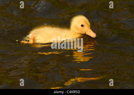 Mallard (Anas platyrhynchos) duckling, a variant yellow colour, on canal in Lancashire UK Stock Photo