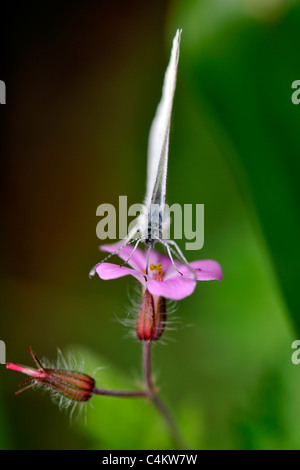 Wood White Butterfly (Leptidea sinapsis) Stock Photo