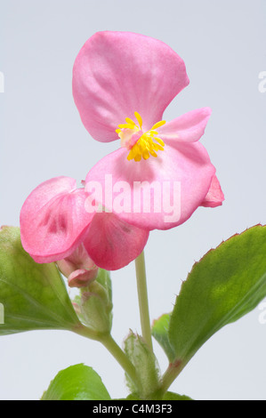 Wax Begonia, Wax-leaf Begonia (Begonia x semperfloren-cultorum), pink flowers and leaves. Stock Photo
