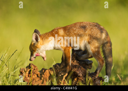 Red Fox cub licking it's mouth after eating (Vulpes vulpes) Stock Photo