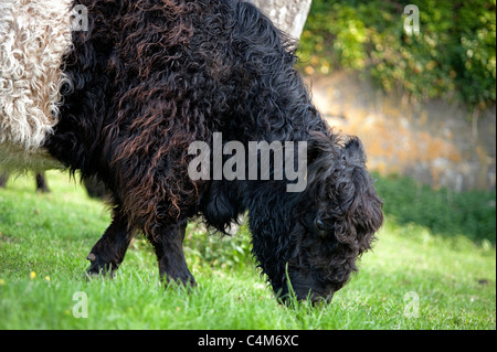 Belted Galloway cow Stock Photo