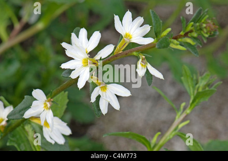 Fairy Fan-flower, Common Fan-flower) (Scaevola aemula Royal White), flowering twig. Stock Photo