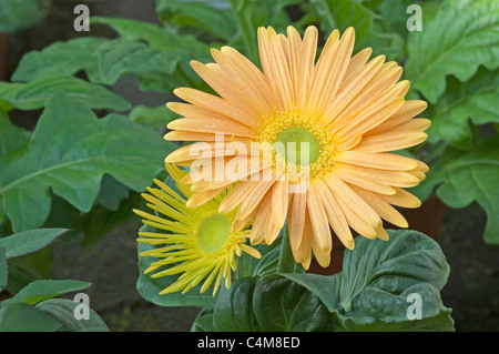 Barberton Daisy, Gerbera, Transvaal Daisy (Gerbera hybrid), yellow flowers of a potted plant. Stock Photo