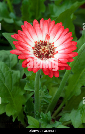 Barberton Daisy, Gerbera, Transvaal Daisy (Gerbera hybrid), red flower of a potted plant. Stock Photo