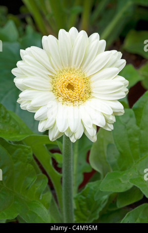 Barberton Daisy, Gerbera, Transvaal Daisy (Gerbera hybrid), white flower of a potted plant. Stock Photo