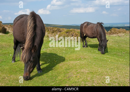 2 seal brown colour Dartmoor ponies grazing on the grass near Haytor Rocks in Dartmoor National Park with bright sunshine. Stock Photo