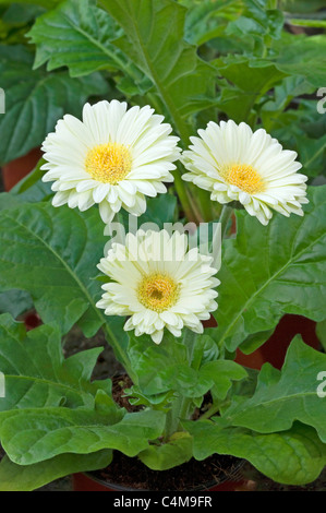 Barberton Daisy, Gerbera, Transvaal Daisy (Gerbera hybrid), white flowers of a potted plant. Stock Photo