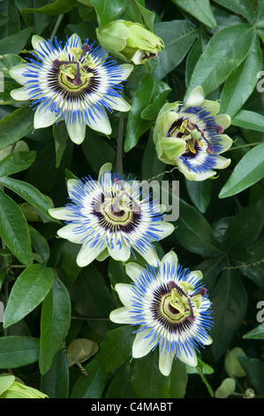 Blue Passion Flower (Passiflora caerulea), flowering potted plant. Stock Photo