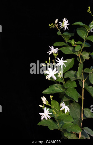 Jasmine (Jasminum auriculatum) stem with leaves and flowers Stock Photo