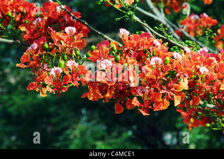 Royal Poinciana branch laden with flowers Stock Photo