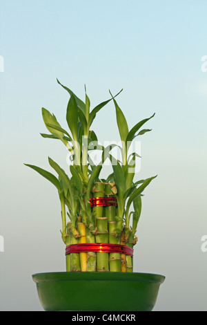 Lucky bamboo (Dracaena sanderiana) against a sky blue background Stock Photo