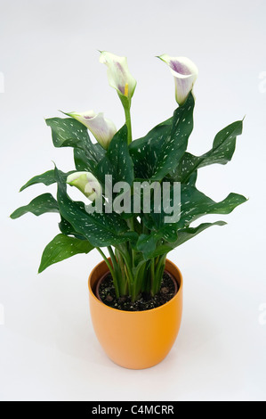 Arum Lily (Zantedeschia). Potted plant. Studio picture against a white background Stock Photo