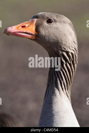 Head and neck profile of a greylag goose facing left Stock Photo